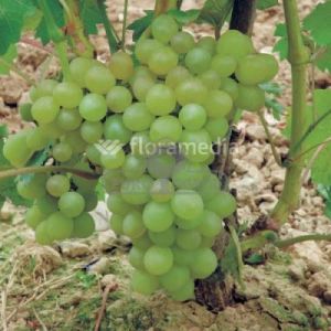 Winorośl 'Prim' ( Vitis 'Prim' )