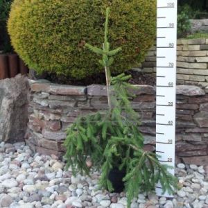 Świerk pospolity 'Frohburg' ( Picea abies 'Frohburg' )