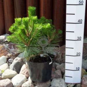Sosna gęstokwiatowa 'Low Glow' ( Pinus densiflora 'Low Glow' )