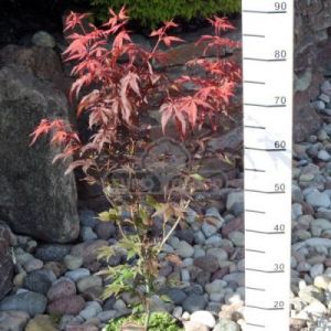 Klon palmowy 'Atropurpureum' (Acer palmatum 'Atropurpureum')