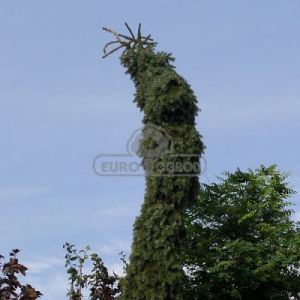 Świerk serbski 'Pendula Bruns' (Picea omorika 'Pendula Bruns')