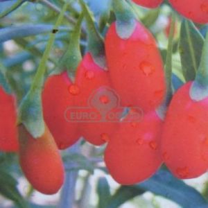 Kolcowój pospolity - Jagoda goji (Lycium barbarum)