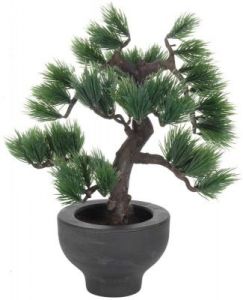 DRZEWKO BONSAI W DONICZCE IGLASTE