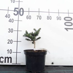 Jodła balsamiczna 'Piccolo' (Abies balsamea 'Piccolo')