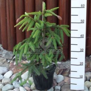 Świerk pospolity 'Acrocona' ( Picea abies 'Acrocona' )
